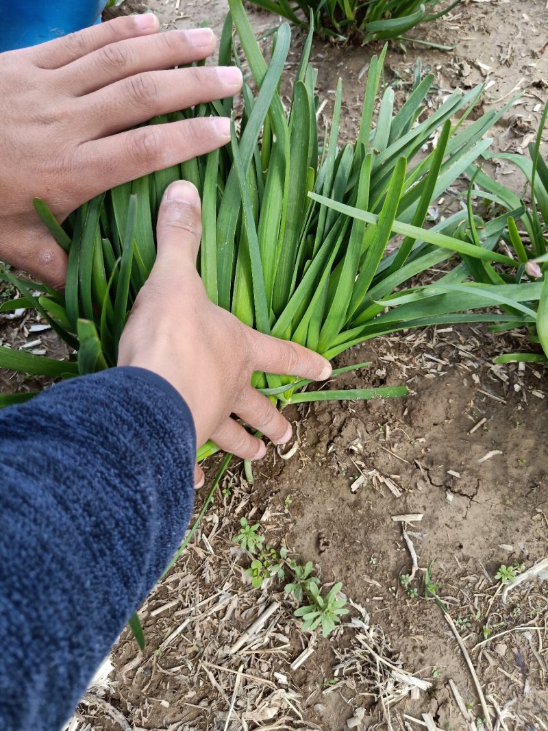 韭菜头茬常年出售大量韭菜观音机场韭菜基地