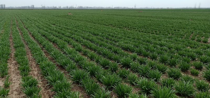 韭菜头茬常年出售大量韭菜观音机场韭菜基地