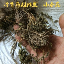 阴地蕨一朵云小春花批发零售冷背中药材包邮