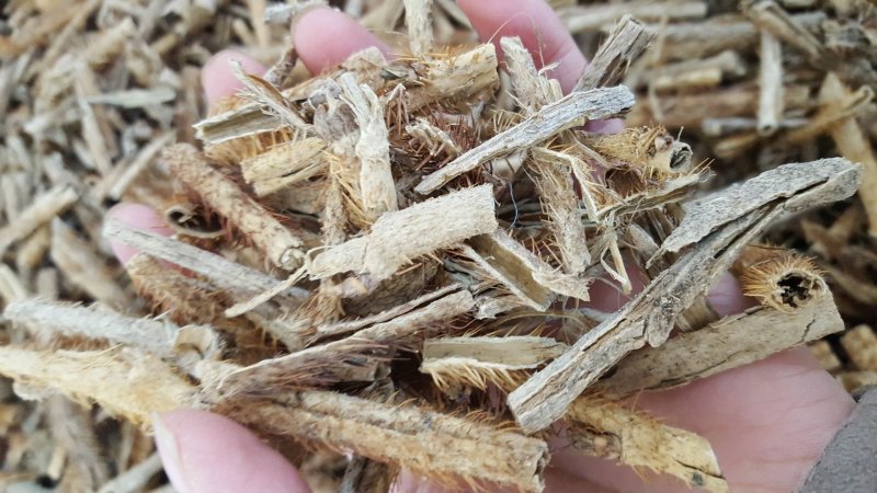 红毛五加皮红毛刺五加抽芯批发零售冷背中药材