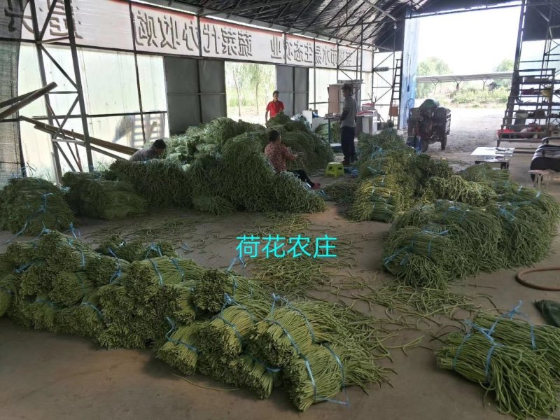 豇豆，大棚长豆角上市，产地直发，质量好，条直，毛豆，