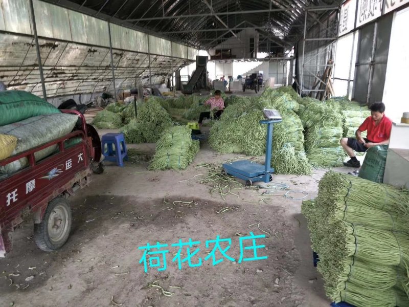 豇豆，大棚长豆角上市，产地直发，质量好，条直，毛豆，