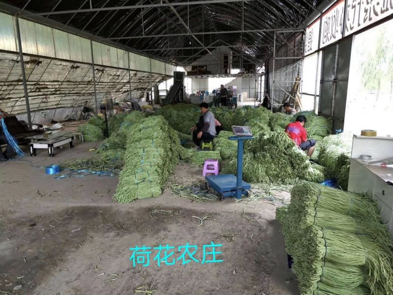 豇豆，大棚长豆角上市，产地直发，质量好，条直，毛豆，