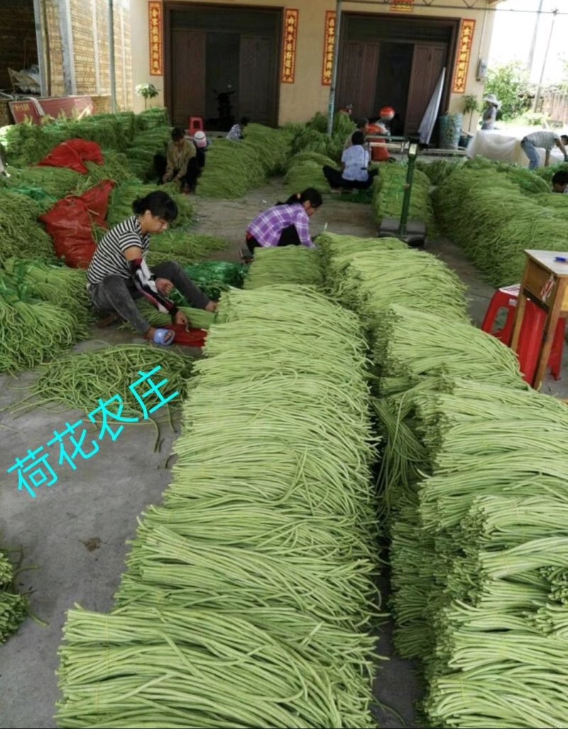 豇豆，大棚长豆角上市，产地直发，质量好，条直，毛豆，