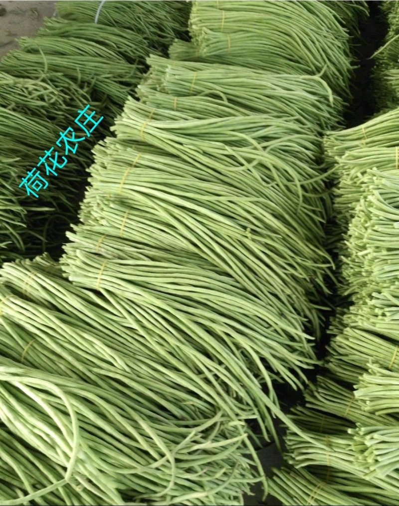 豇豆，大棚长豆角上市，产地直发，质量好，条直，毛豆，