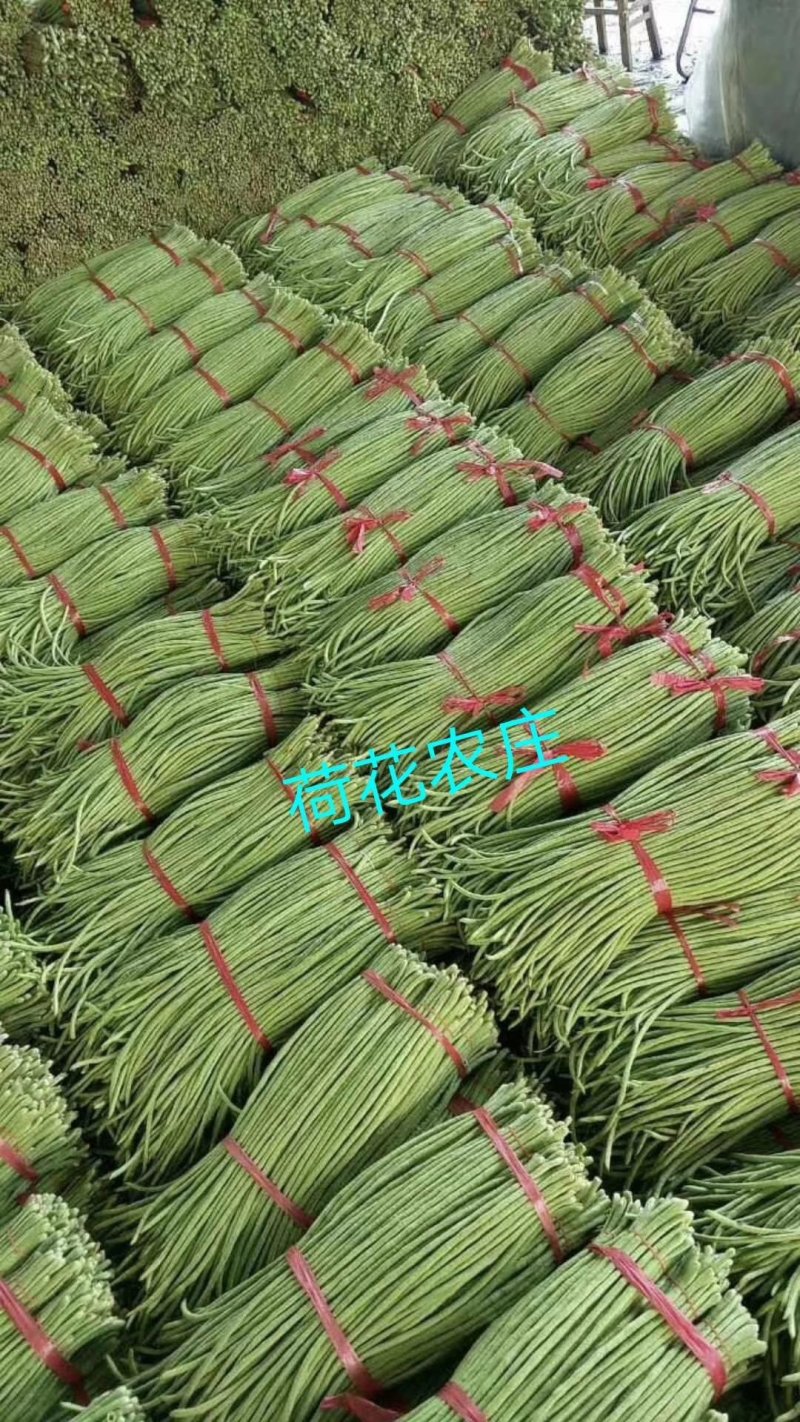 豇豆，大棚长豆角上市，产地直发，质量好，条直，毛豆，