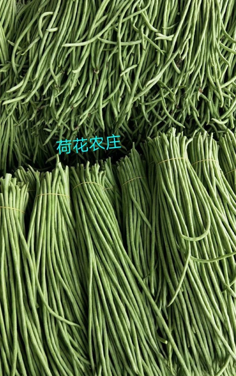 豇豆，大棚长豆角上市，产地直发，质量好，条直，毛豆，