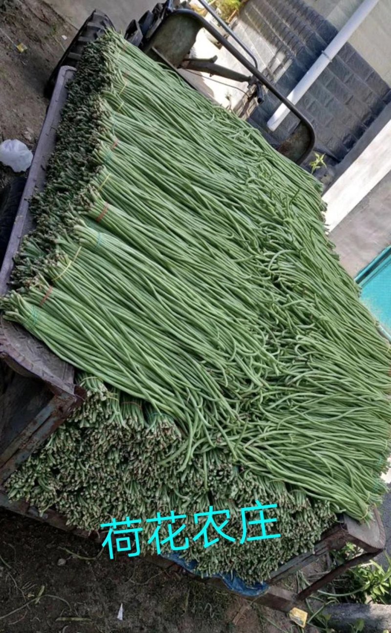 豇豆，大棚长豆角上市，产地直发，质量好，条直，毛豆，