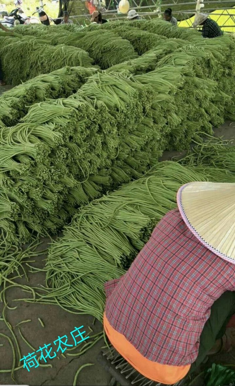 豇豆，大棚长豆角上市，产地直发，质量好，条直，毛豆，
