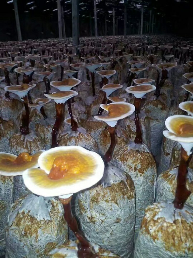 【优质药材】黑灵芝，长脚搞仿黑灵芝欢迎选购