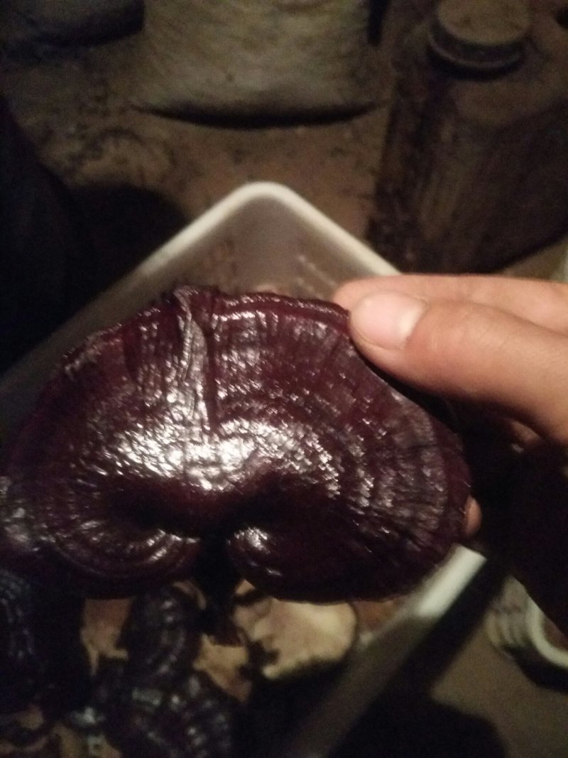 【优质药材】黑灵芝，长脚搞仿黑灵芝欢迎选购