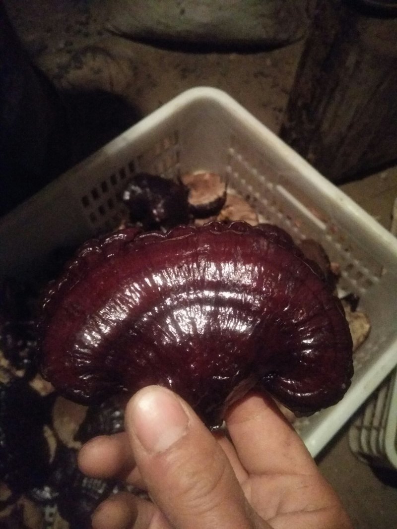 【优质药材】黑灵芝，长脚搞仿黑灵芝欢迎选购