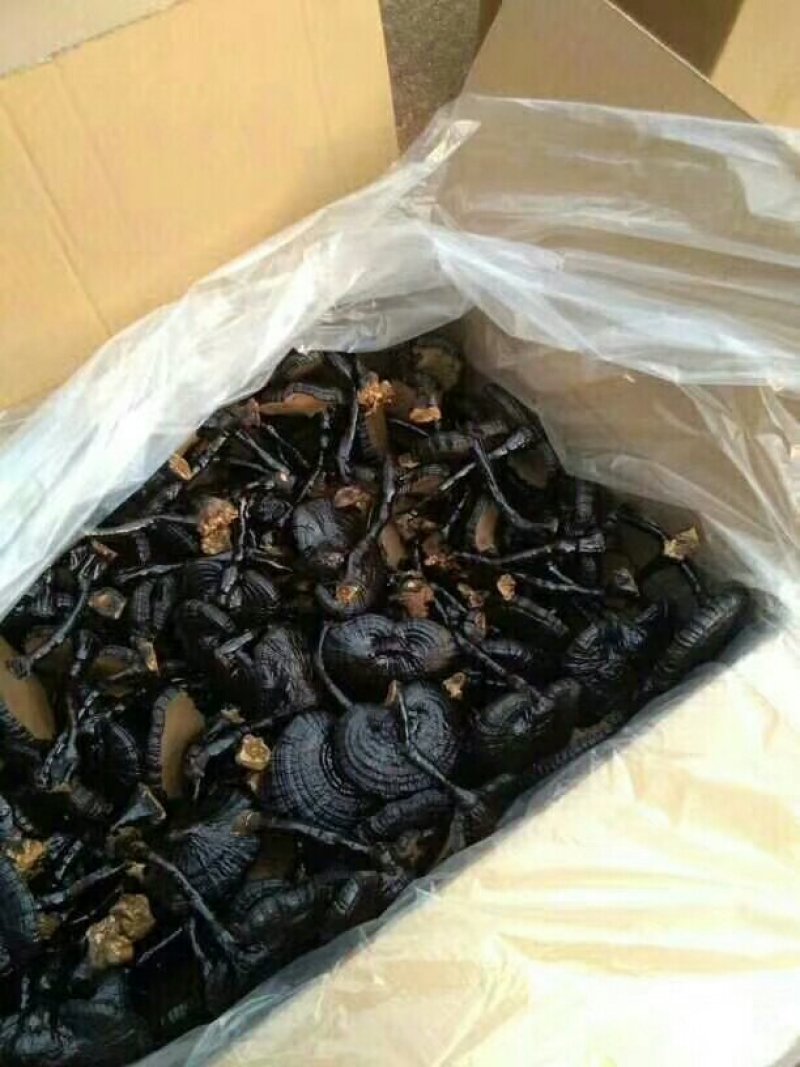 【优质药材】黑灵芝，长脚搞仿黑灵芝欢迎选购