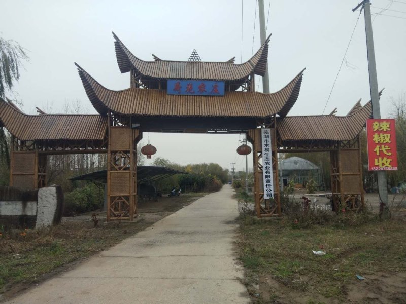 豇豆，大棚长豆角上市，产地直发，质量好，条直，毛豆，