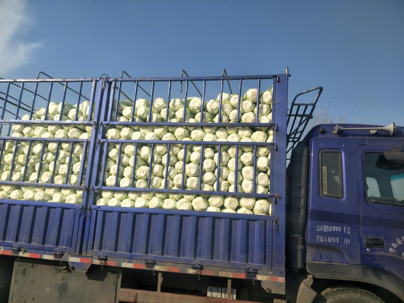 【荐】青岛莱西市精品大白菜，黄心白菜现割现发，可按需包装