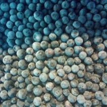 蓝莓冻果