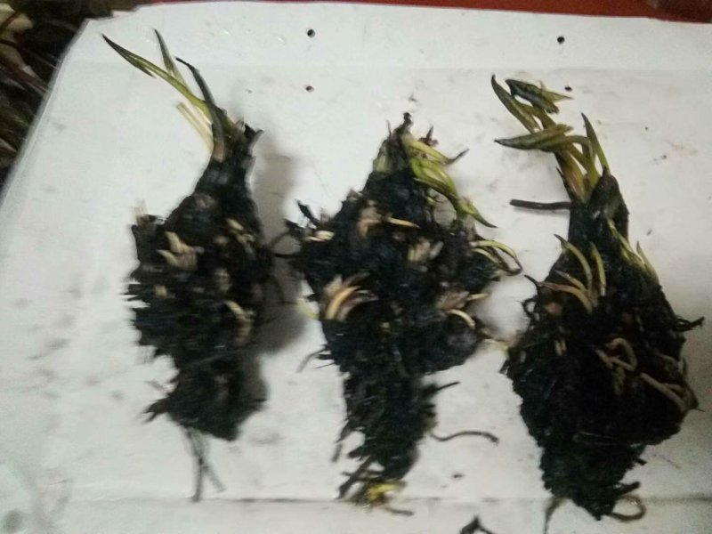 睡莲精品睡莲各种睡莲热带睡莲耐寒睡莲批发价包邮