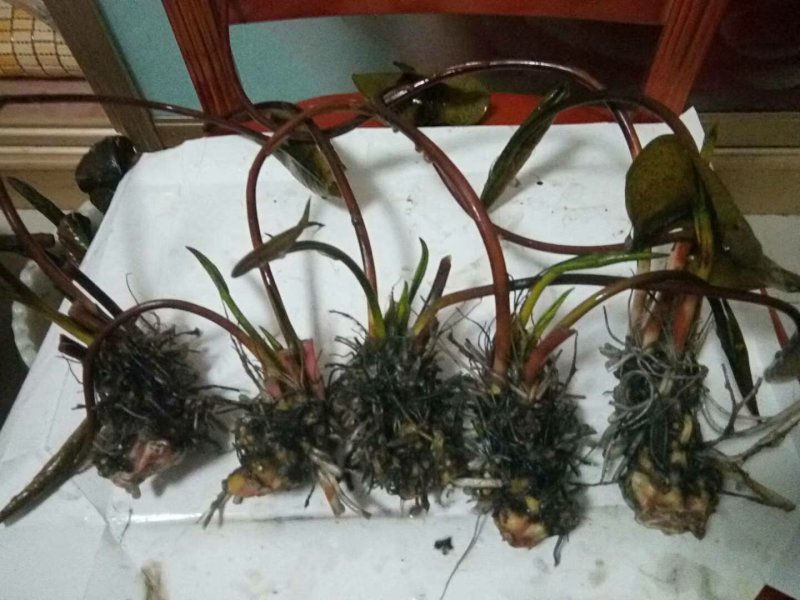 睡莲精品睡莲各种睡莲热带睡莲耐寒睡莲批发价包邮