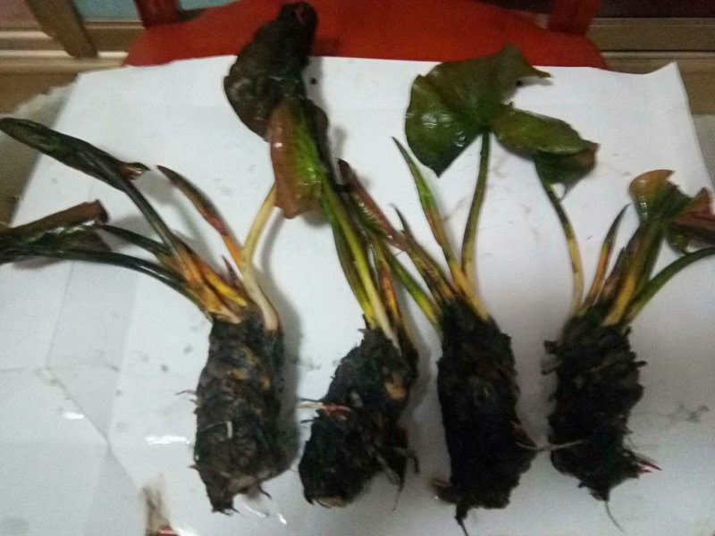 睡莲精品睡莲各种睡莲热带睡莲耐寒睡莲批发价包邮