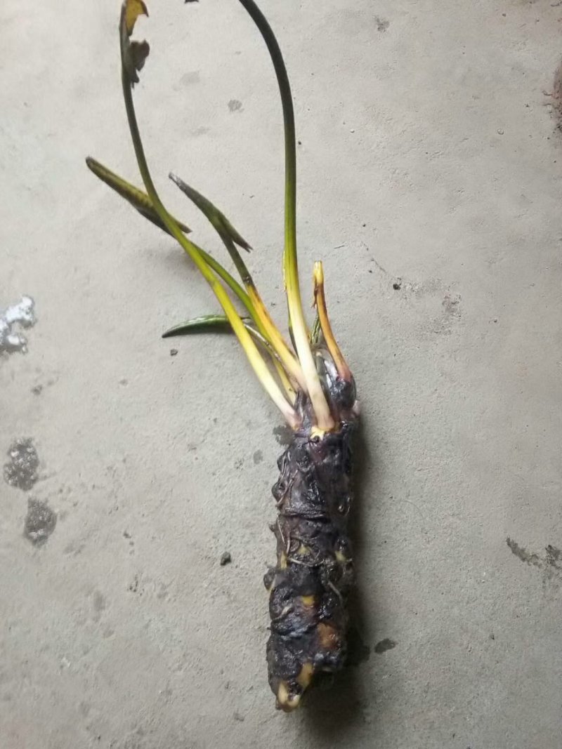 睡莲精品睡莲各种睡莲热带睡莲耐寒睡莲批发价包邮