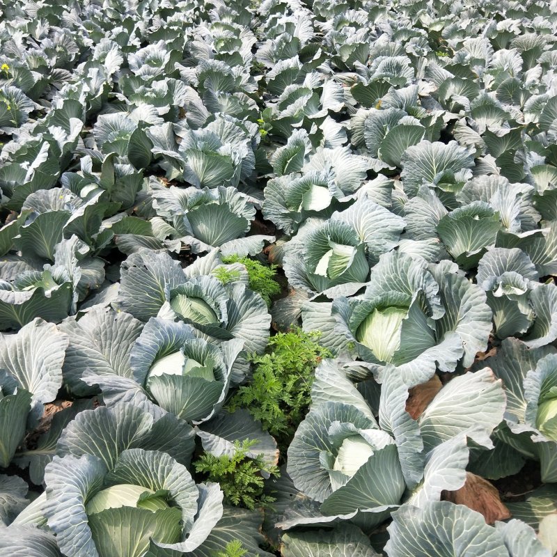 湖南岳阳精品甘蓝，扁包菜产地直供，量大从优欢迎咨询