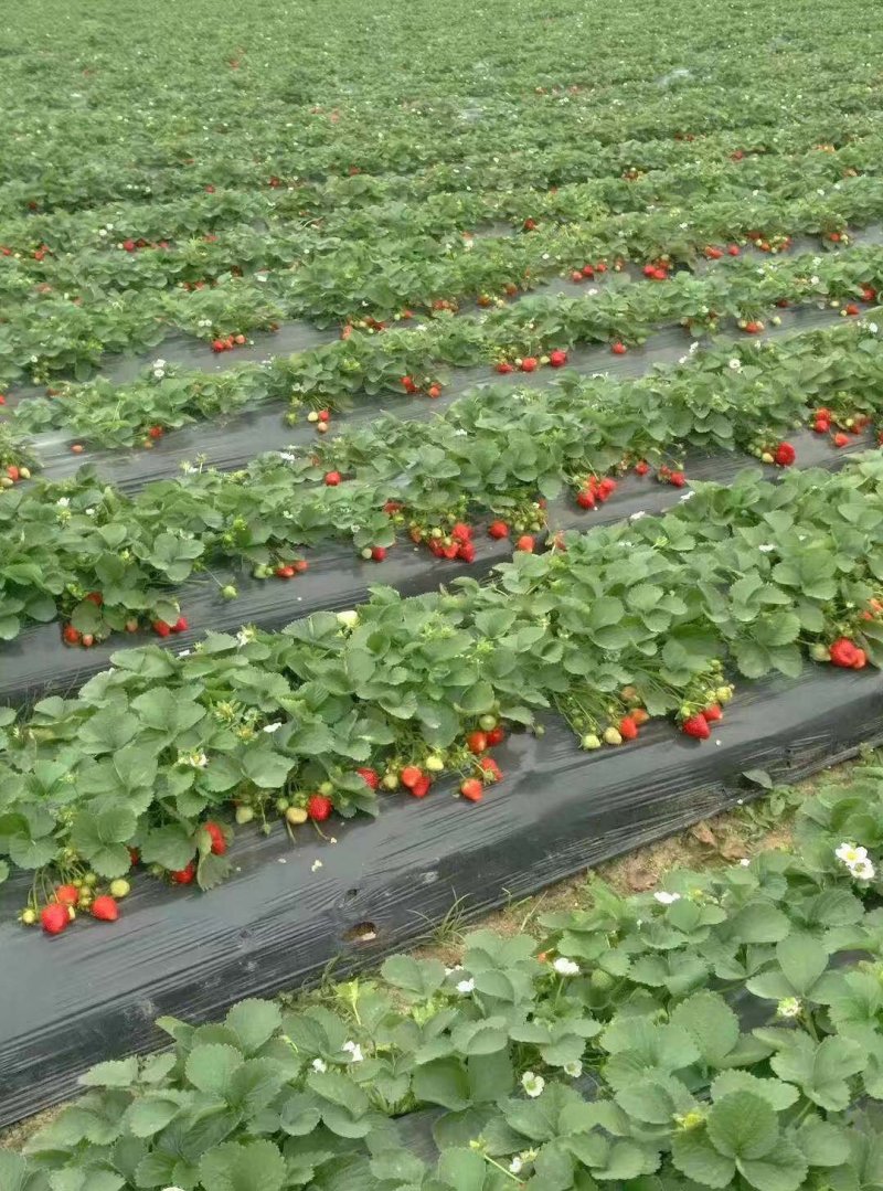 脱毒草莓苗红颜草莓妙香隋珠