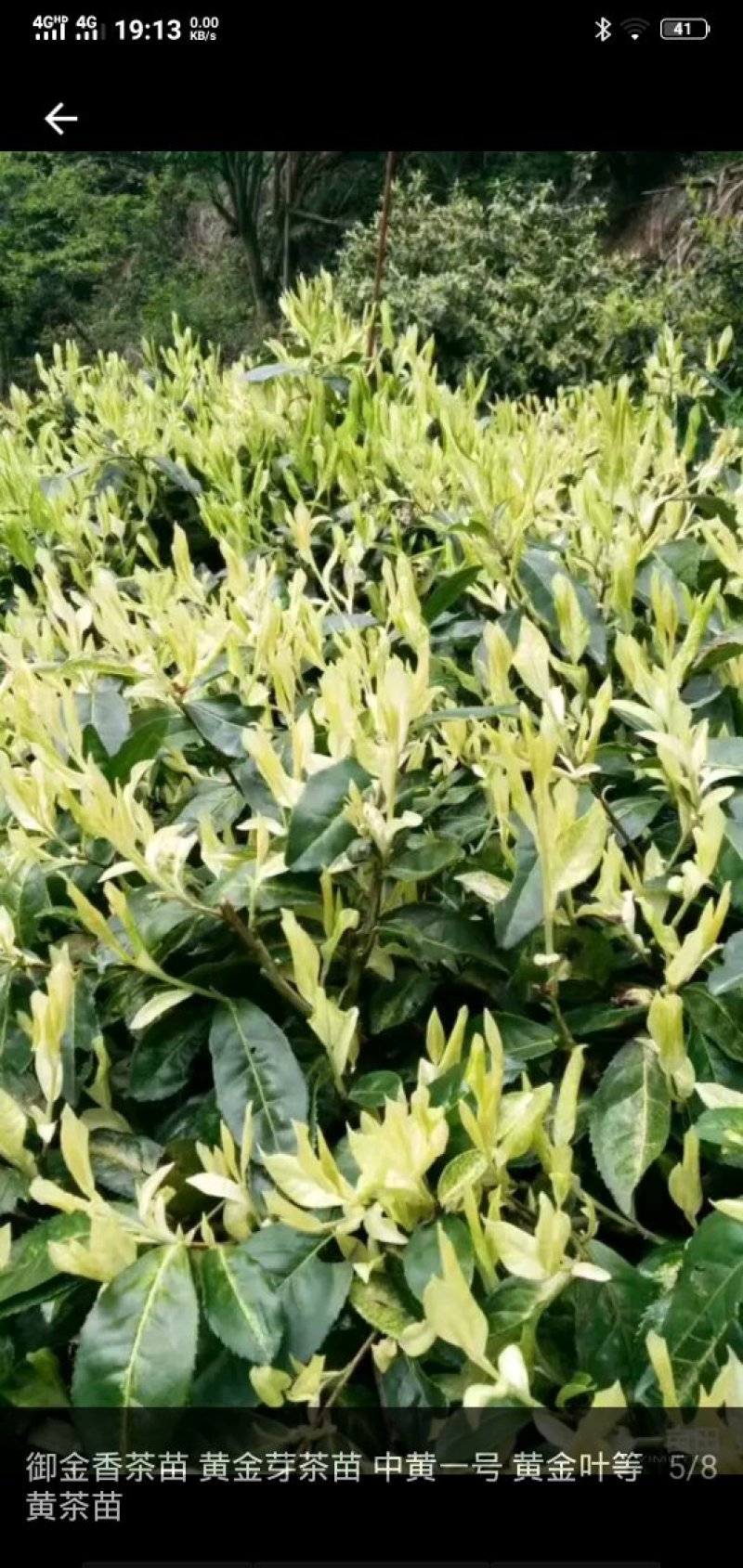 各种茶苗出售，