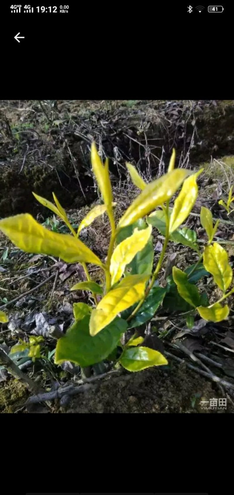 各种茶苗出售，