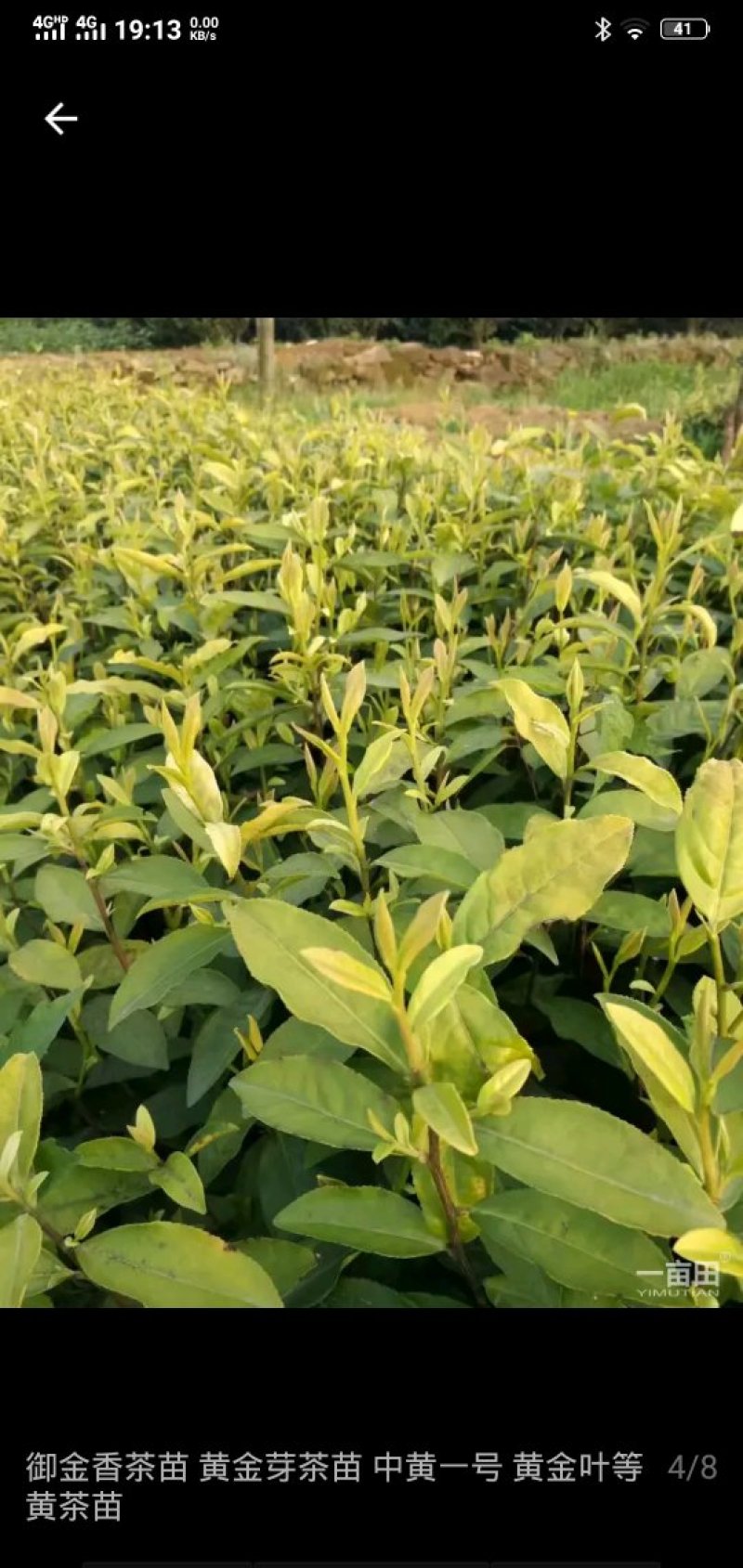 各种茶苗出售，