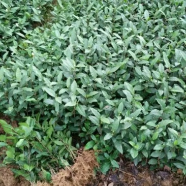 各种茶苗出售，