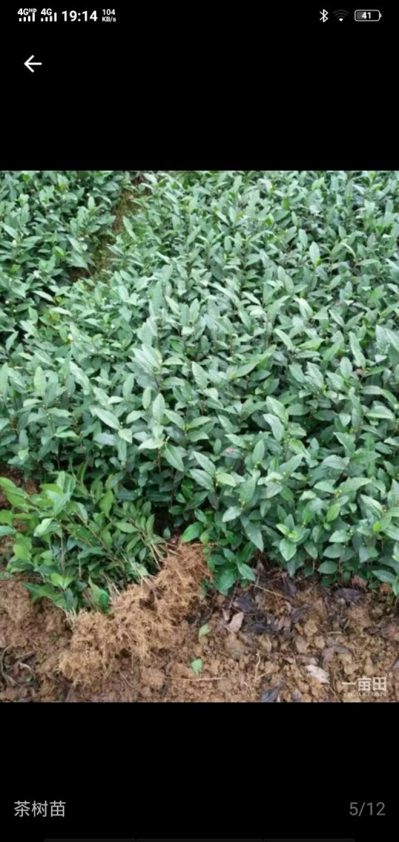 各种茶苗出售，
