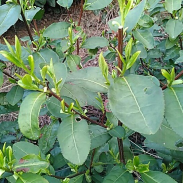 信阳毛尖商城高山茶