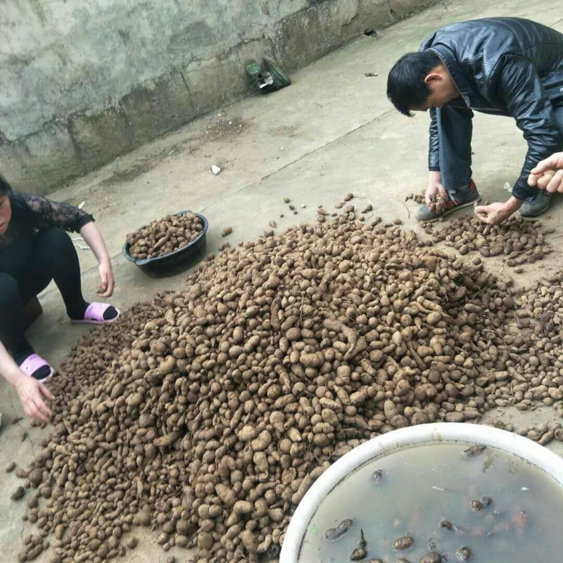 野生三叶青干货金线掉葫芦统货75元一斤