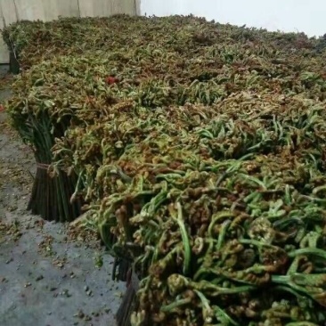 大量供应野生蕨菜野生
