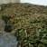 大量供应野生蕨菜野生
