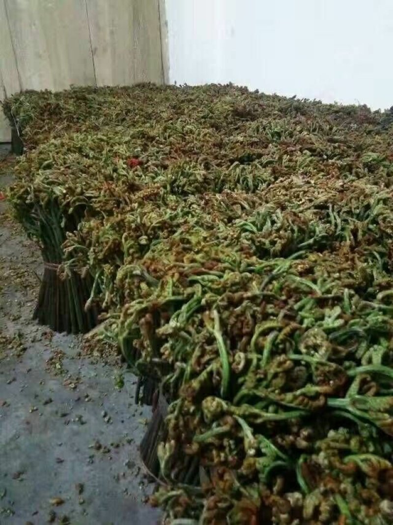 大量供应野生蕨菜野生