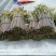 大量供应野生蕨菜野生