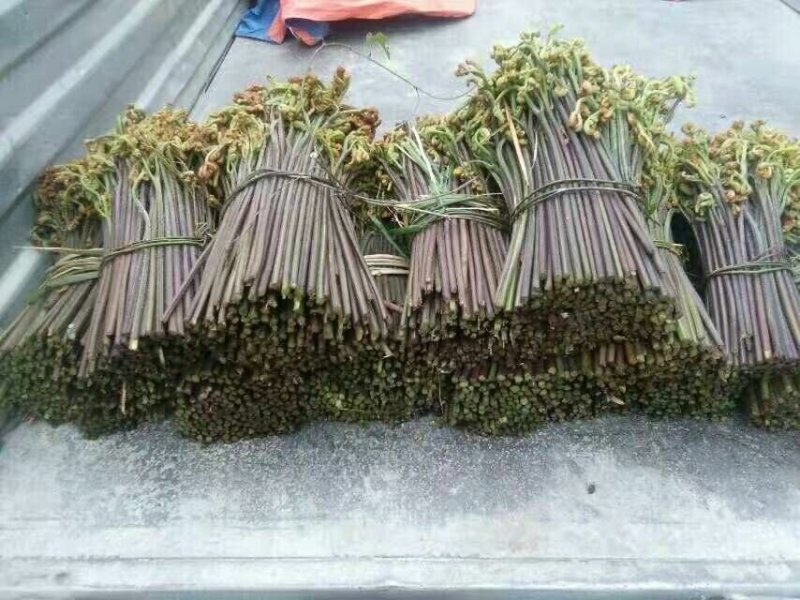 大量供应野生蕨菜野生