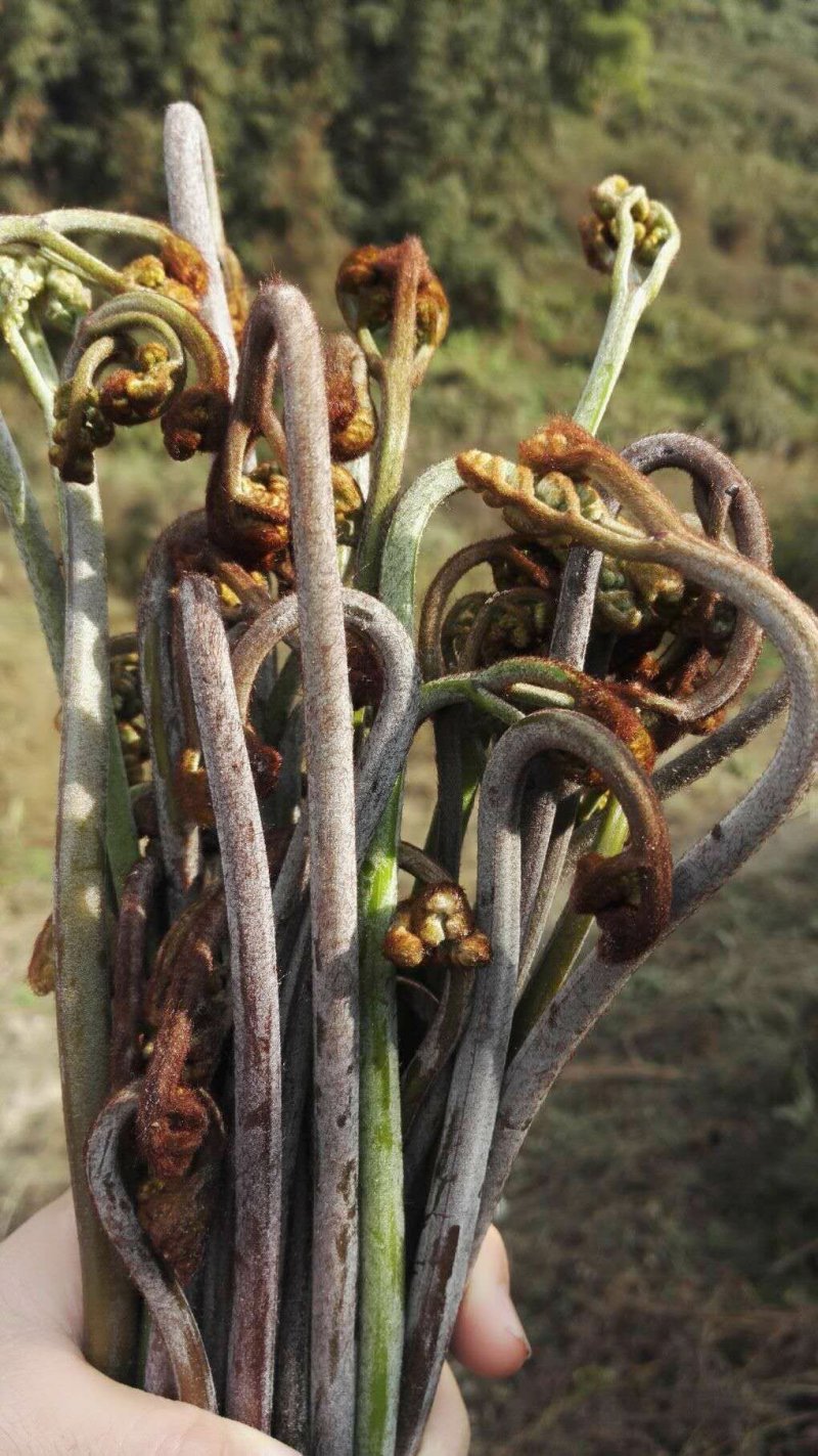 大量供应野生蕨菜野生