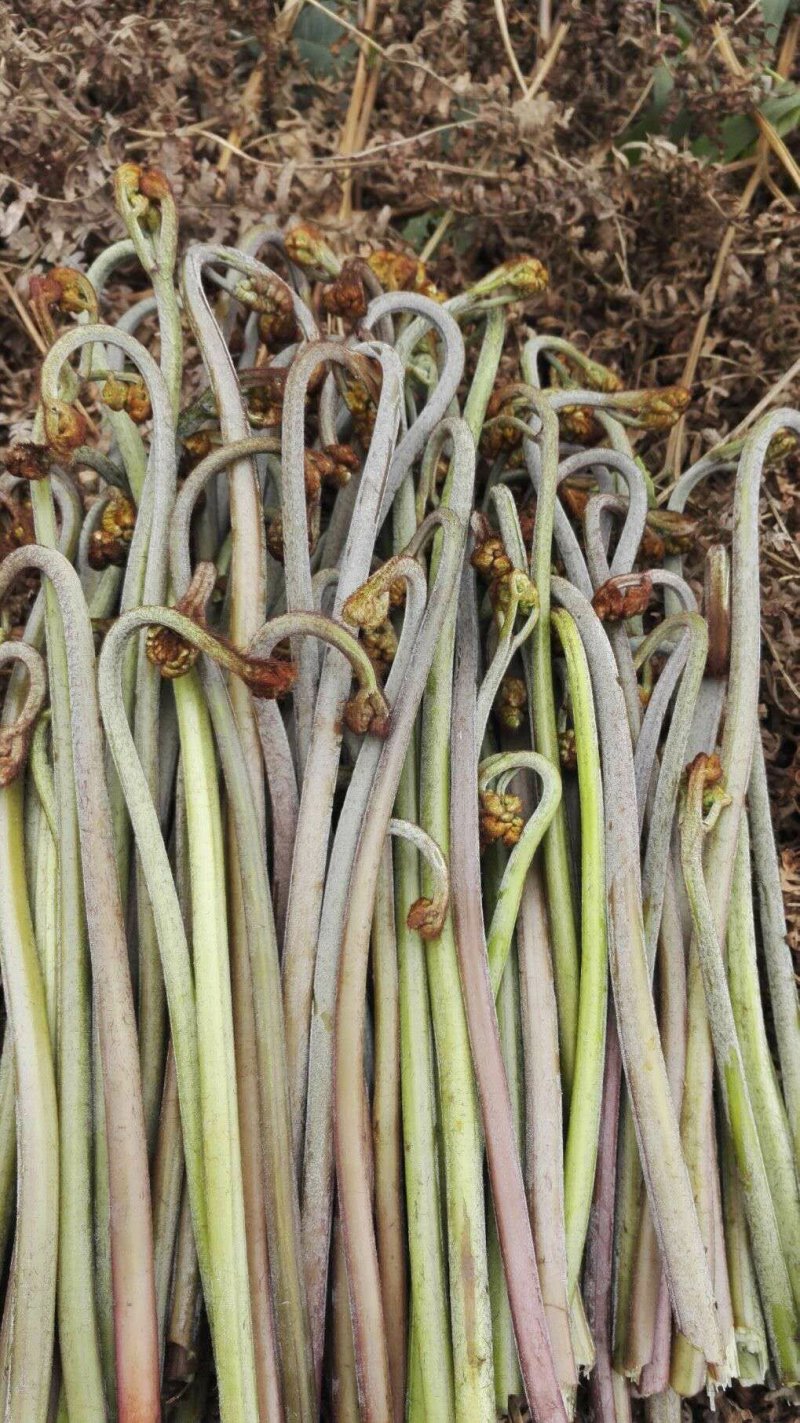 大量供应野生蕨菜野生