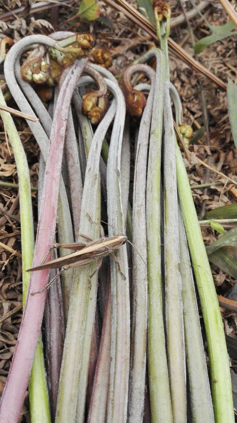 大量供应野生蕨菜野生