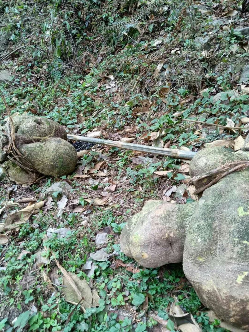 千年山乌龟