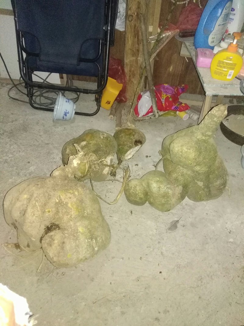千年山乌龟