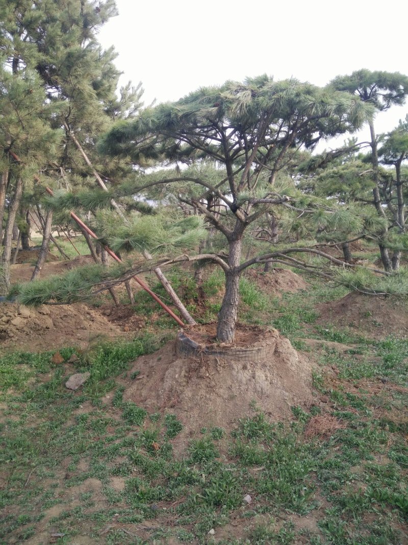 泰山景松