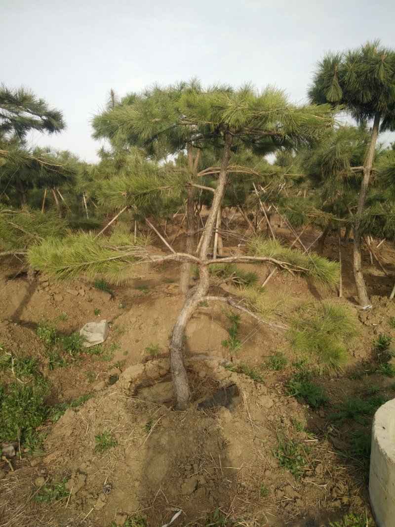 泰山景松