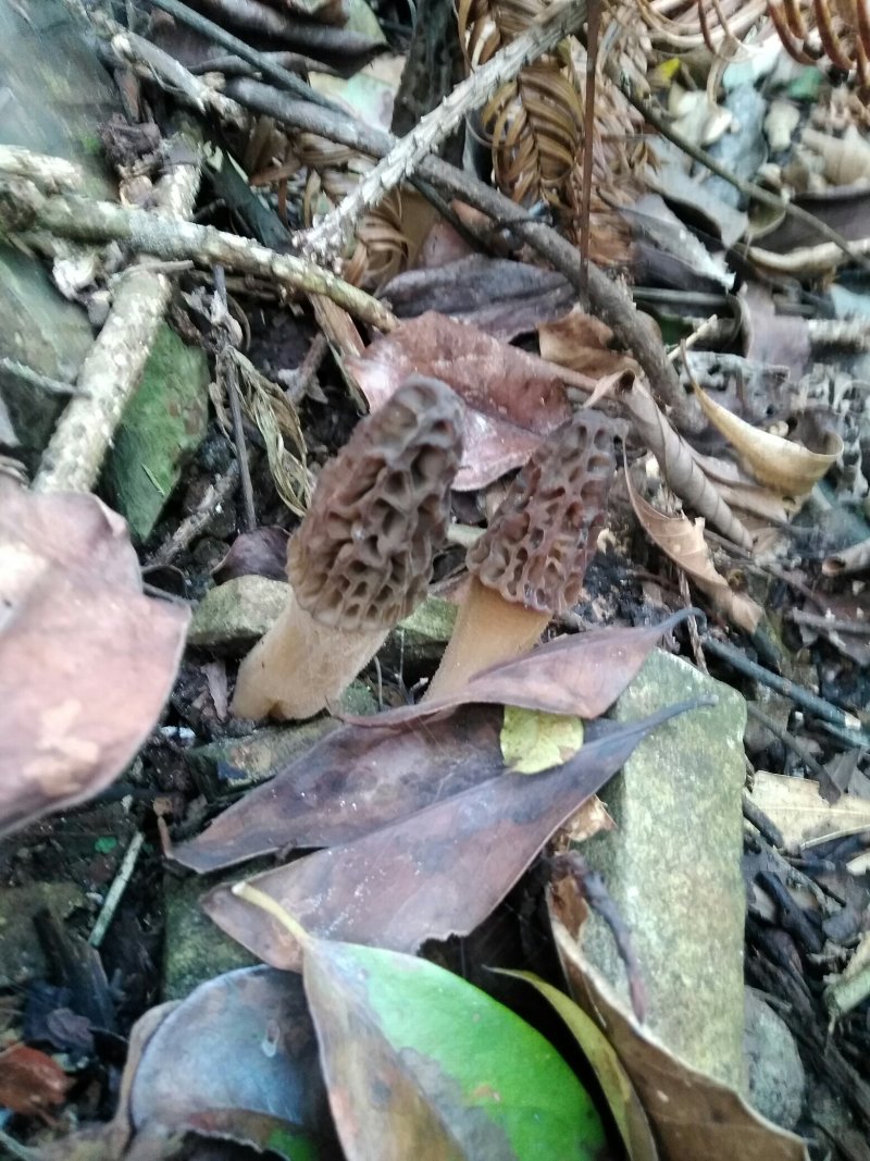 中药根茎类