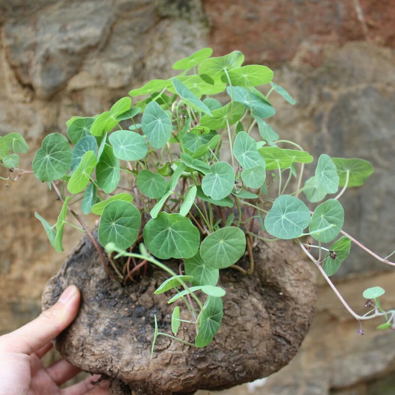 中药根茎类