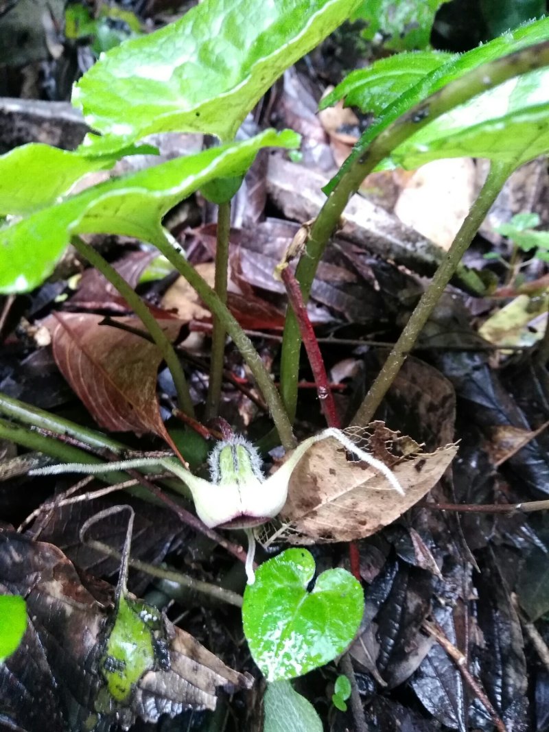 中药根茎类