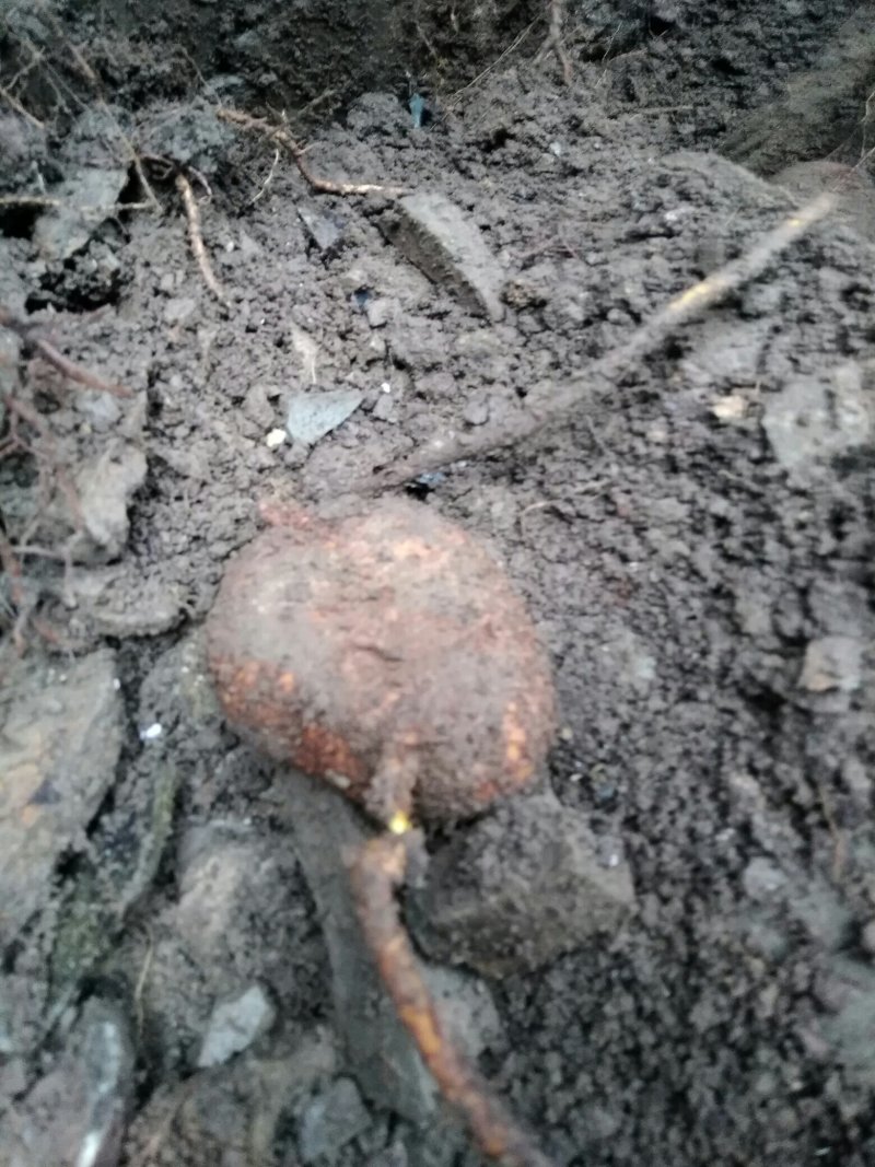 中药根茎类