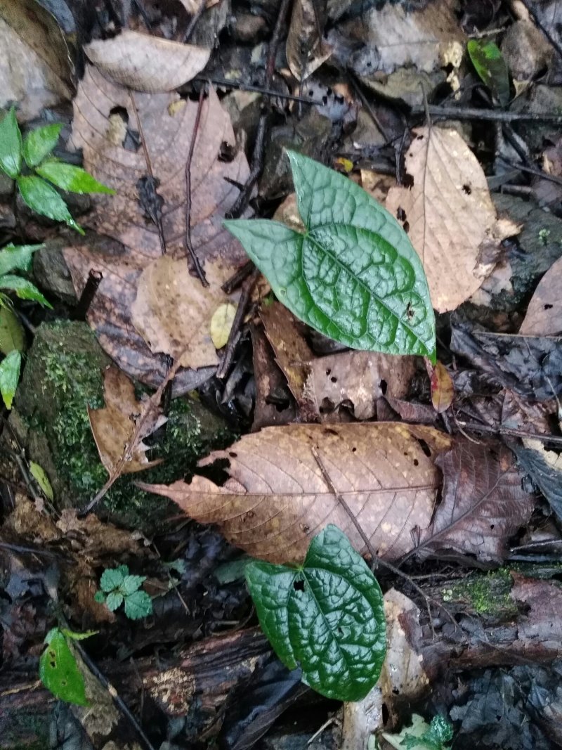 中药根茎类
